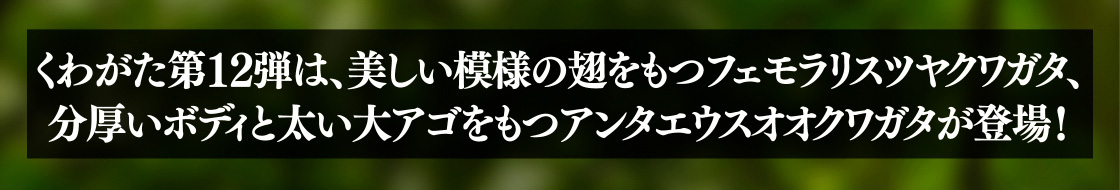くわがた第12弾は、美しい模様の翅をもつフェモラリスツヤクワガタ、分厚いボディと太い大アゴを持つアンタエウスオオクワガタが登場！