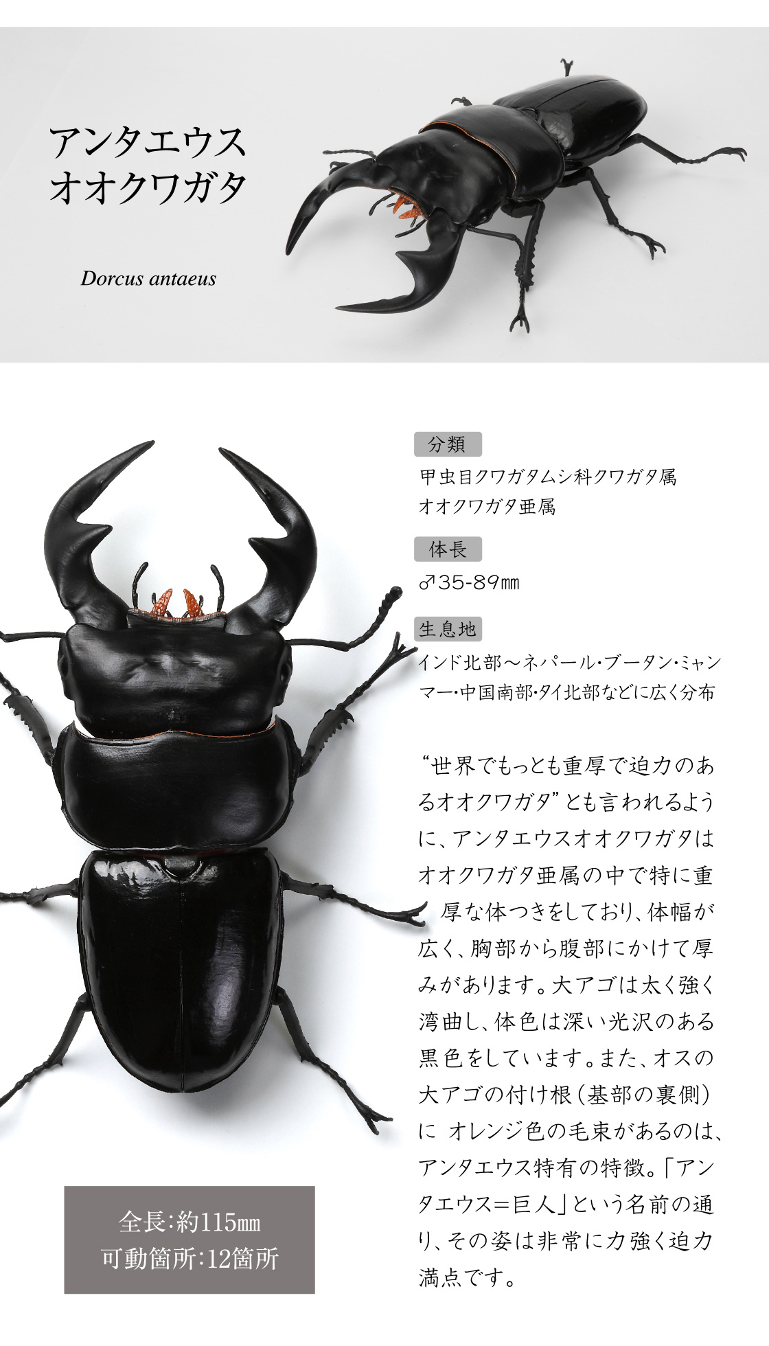 アンタエウスオオクワガタ