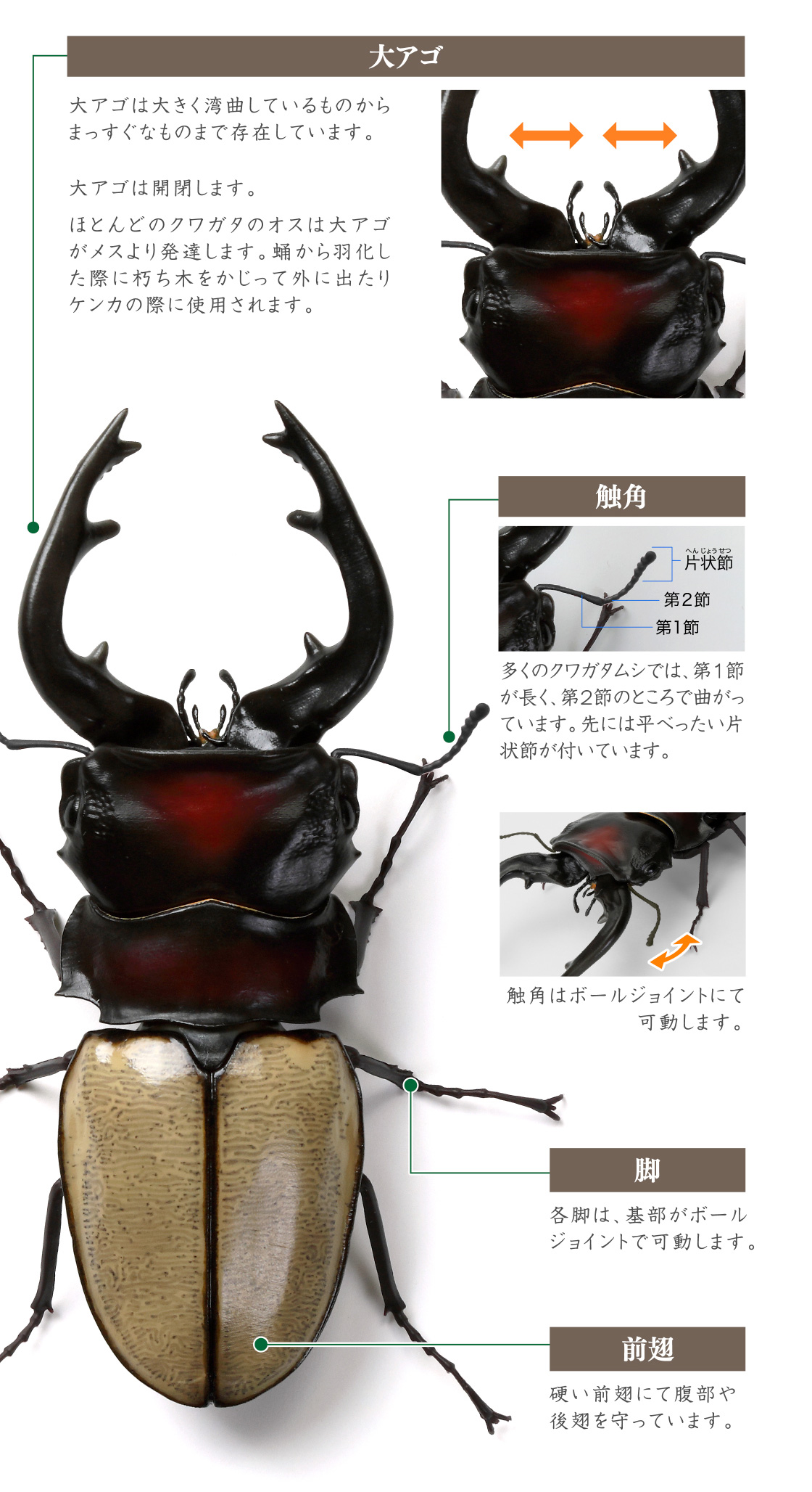 大アゴ 触角 脚 前翅
