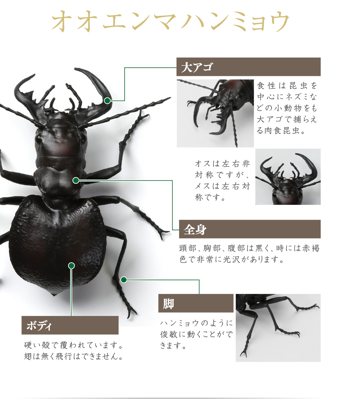 オオエンマハンミョウ 大アゴ 全身 ボディ 脚