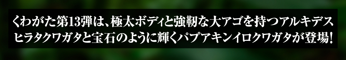 くわがた第13弾は、極太ボディと強靭な大アゴを持つアルキデスヒラタクワガタと宝石のように輝くパプアキンイロクワガタが登場！