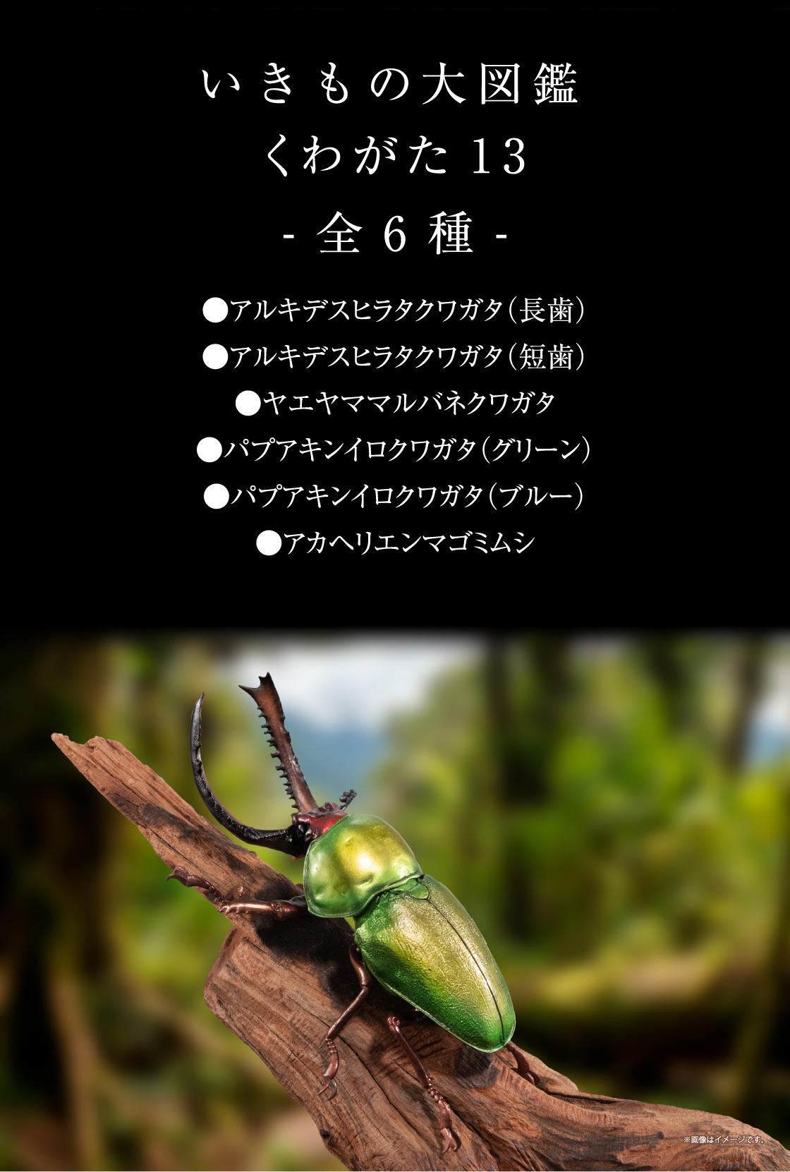 いきもの大図鑑 くわがた13 -全6種- ●アルキデスヒラタクワガタ(長歯) ●アルキデスヒラタクワガタ(短歯) ●ヤエヤママルバネクワガタ ●パプアキンイロクワガタ(グリーン) ●パプアキンイロクワガタ(ブルー) ●アカヘリエンマゴミムシ