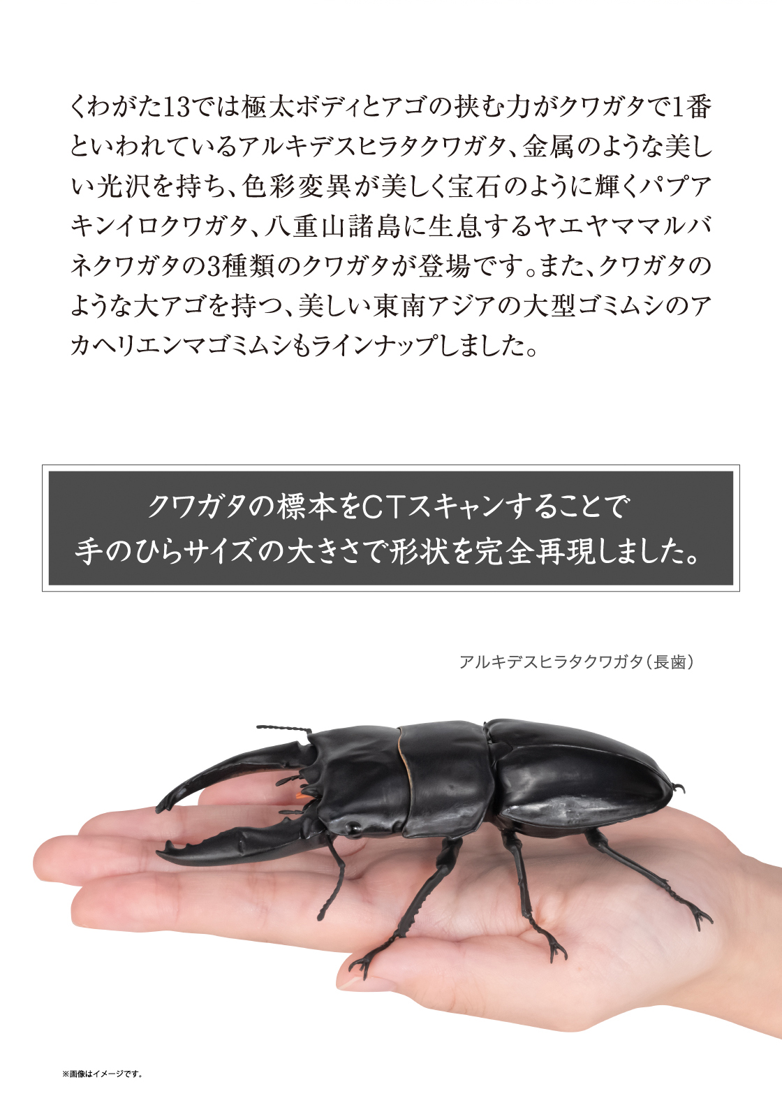いきもの大図鑑 くわがた13 樹皮台座（小）セット｜いきもの大図鑑