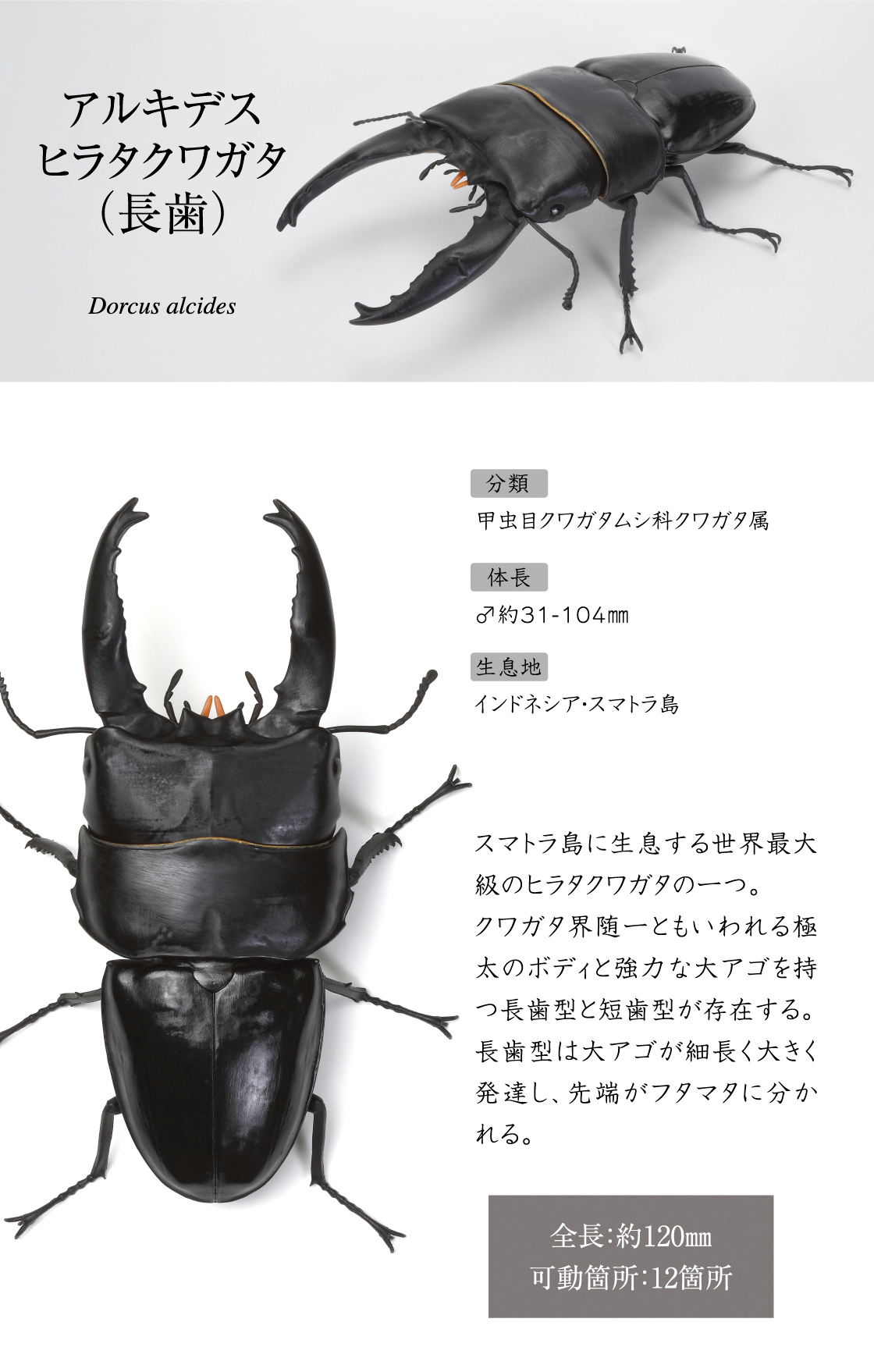 アルキデスヒラタクワガタ(長歯)