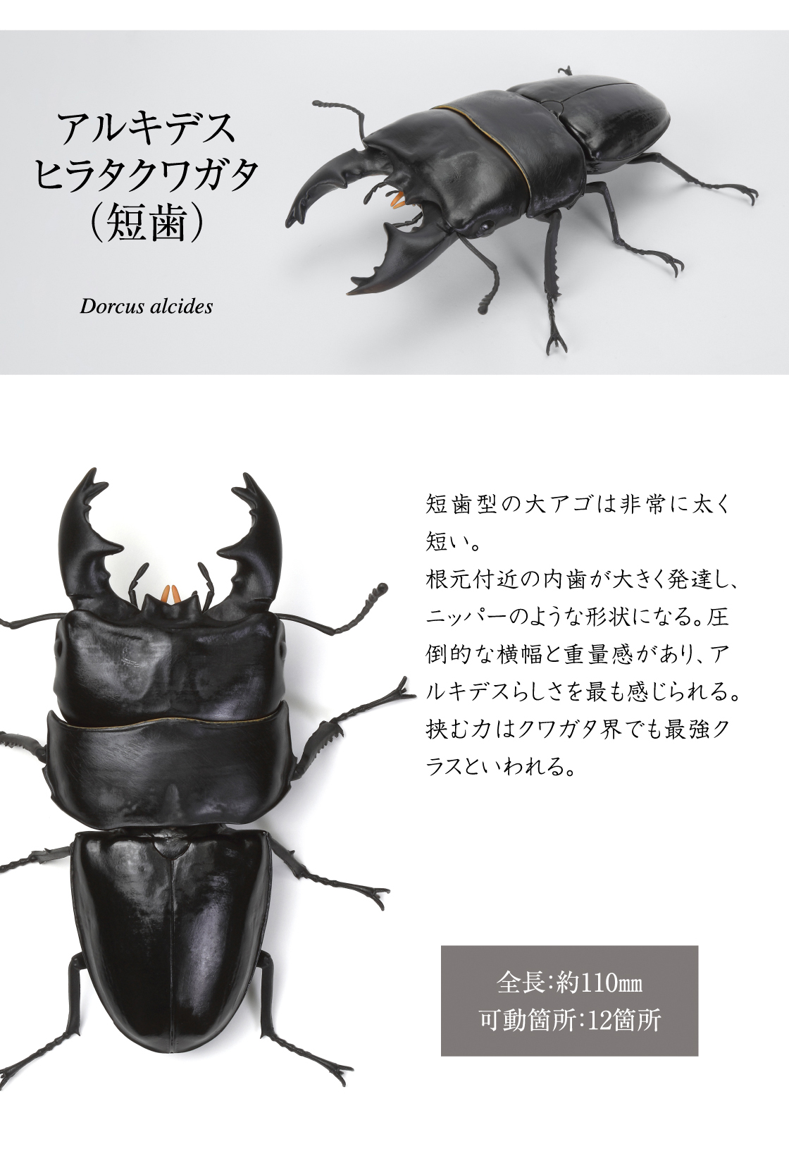 アルキデスヒラタクワガタ(短歯)