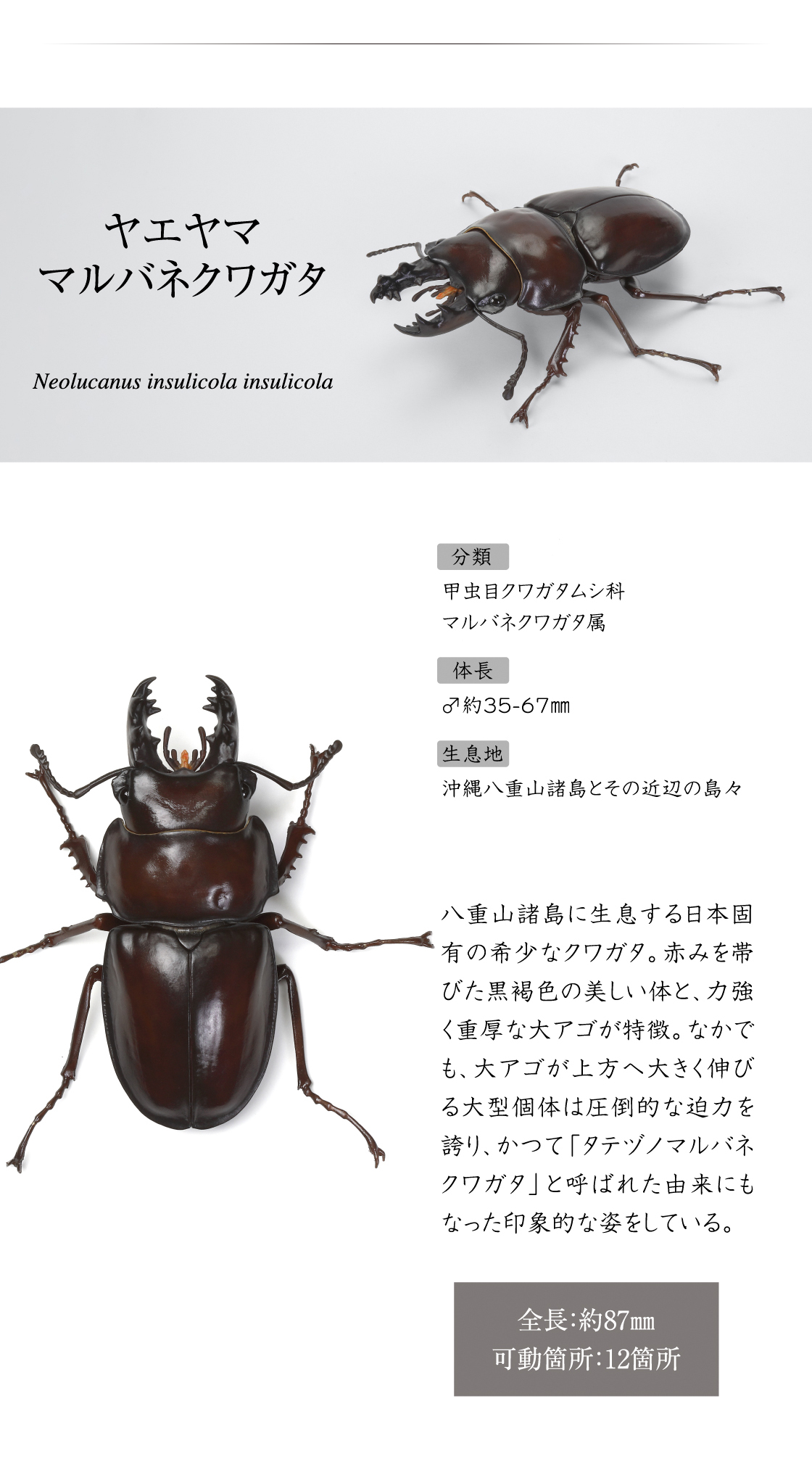 ヤエヤママルバネクワガタ