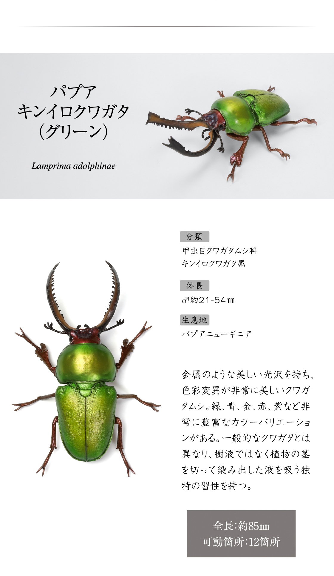 パプアキンイロクワガタ(グリーン)