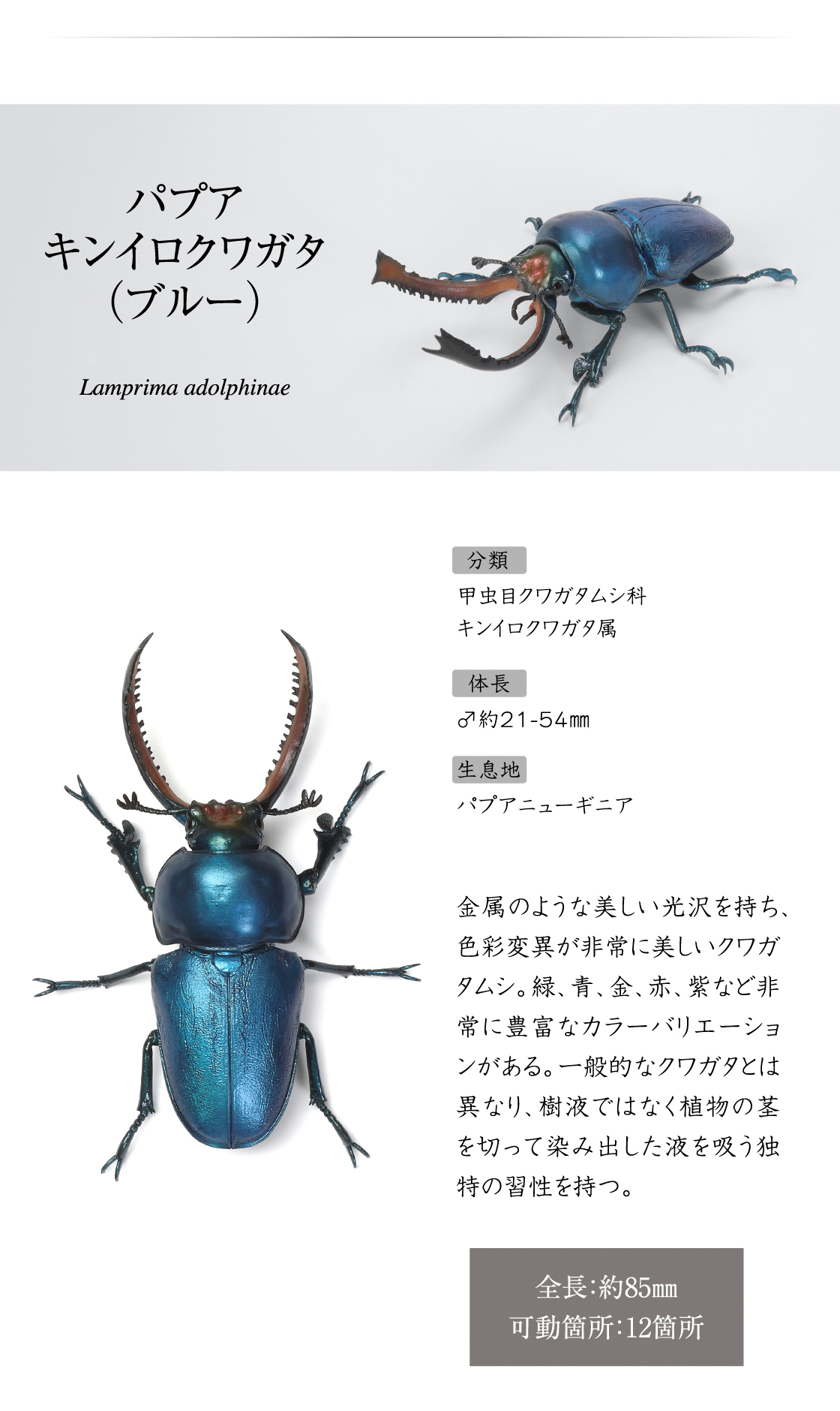 パプアキンイロクワガタ(ブルー)