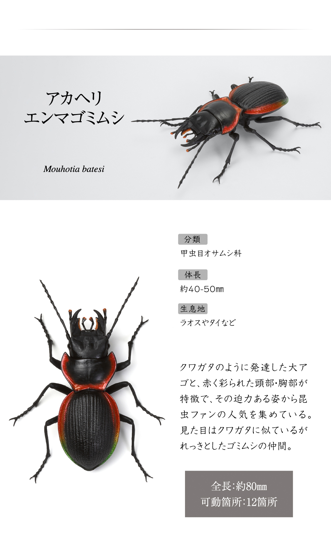 アカヘリエンマゴミムシ