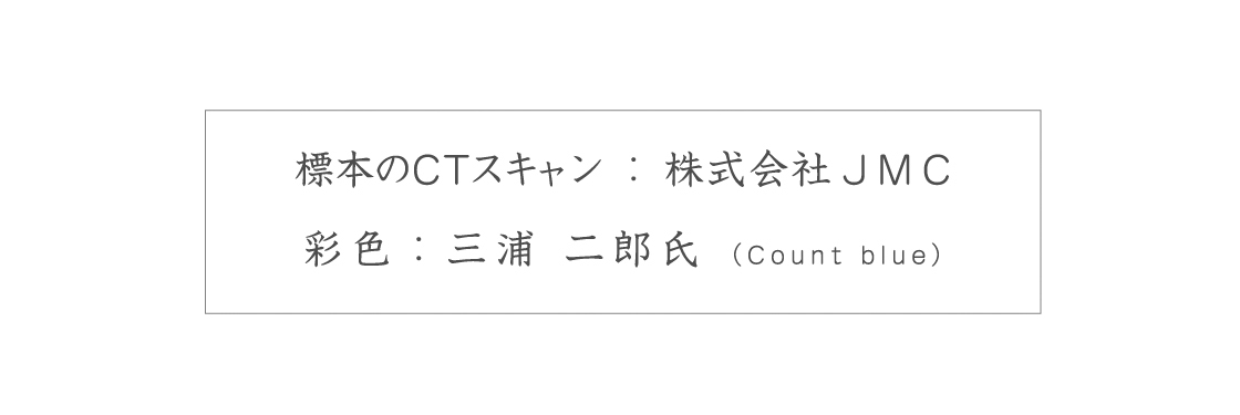 標本のCTスキャン：株式会社JMC 彩色：三浦 二郎氏(Count blue)