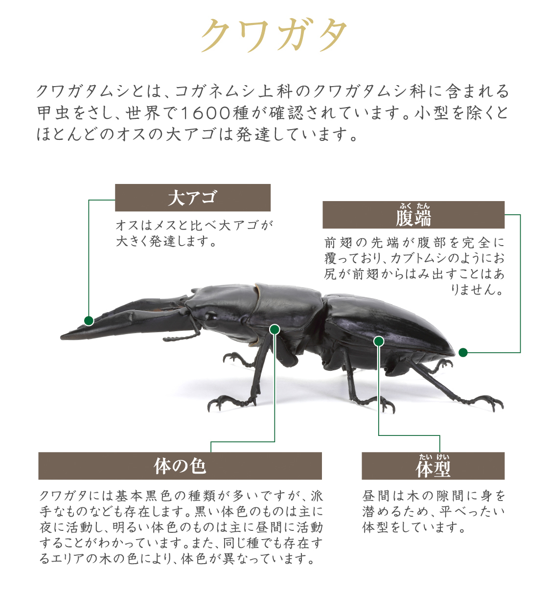 クワガタ 大アゴ 腹端 体の色 体型