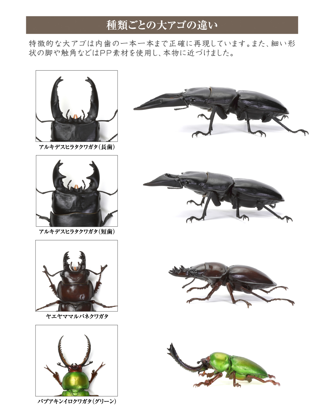 種類ごとの大アゴの違い