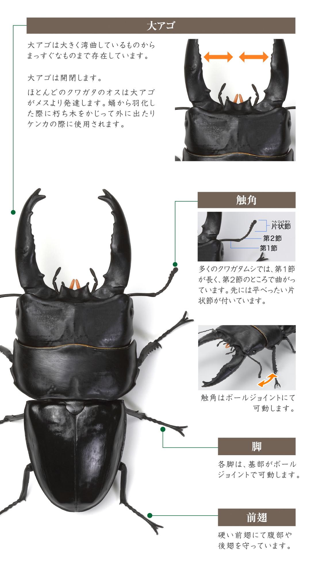 大アゴ 触角 脚 前翅