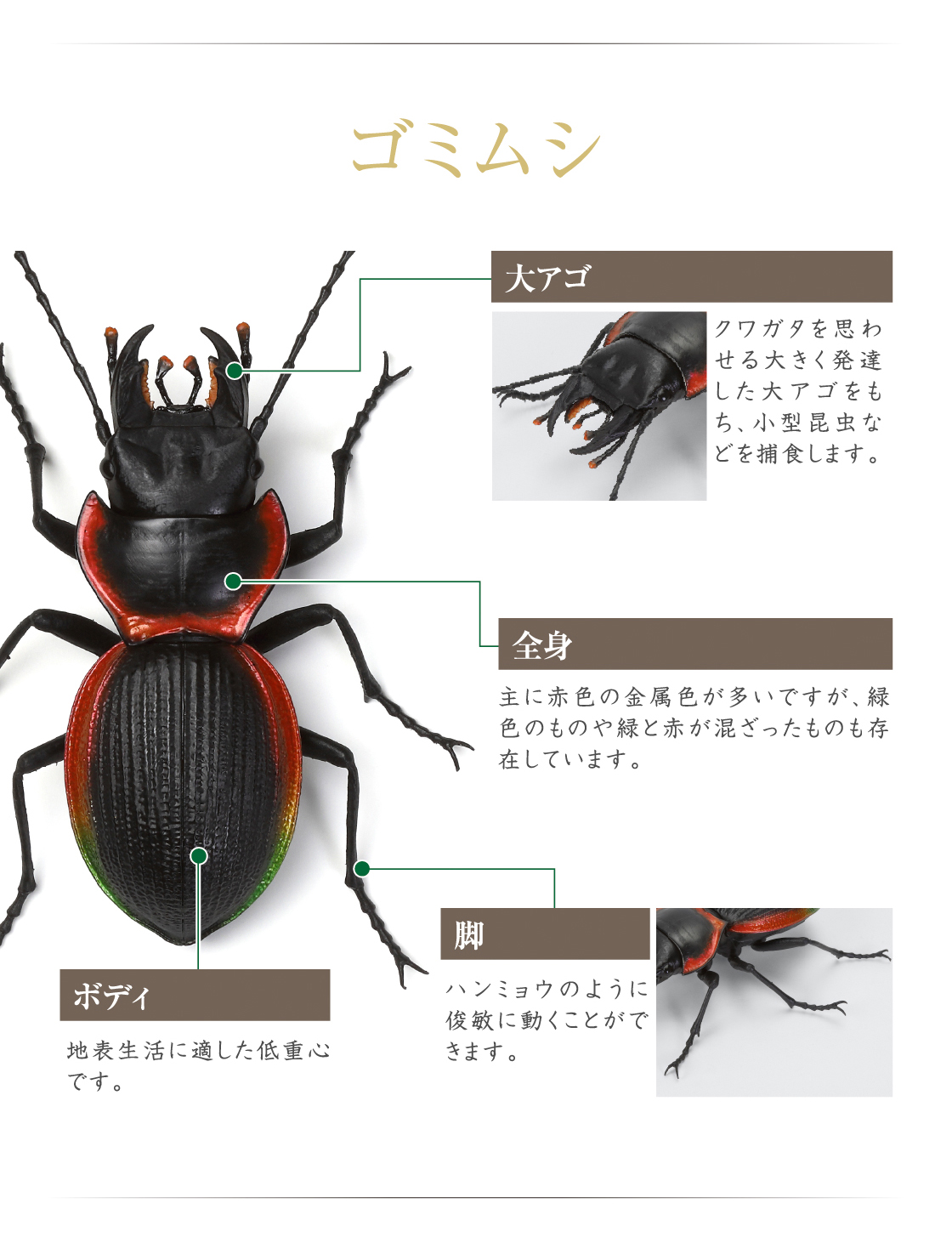 ゴミムシ 大アゴ 全身 ボディ 脚