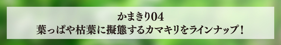 かまきり04 葉っぱや枯葉に擬態するカマキリをラインナップ！