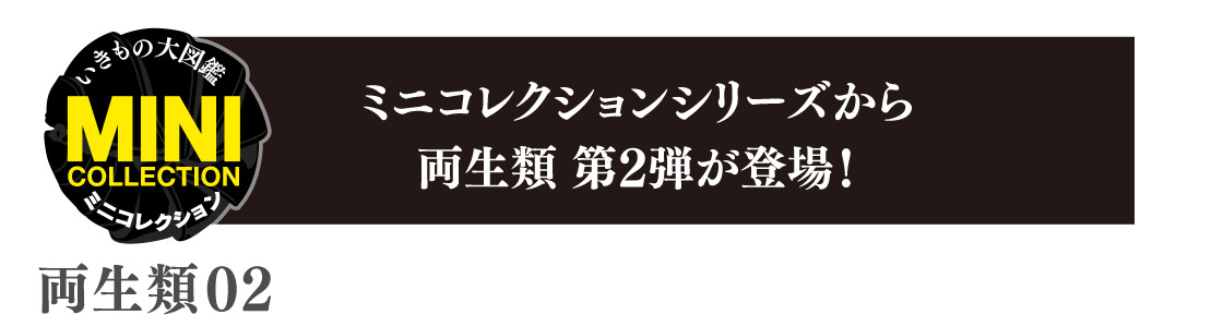 ミニコレクションシリーズから両生類 第2弾が登場！