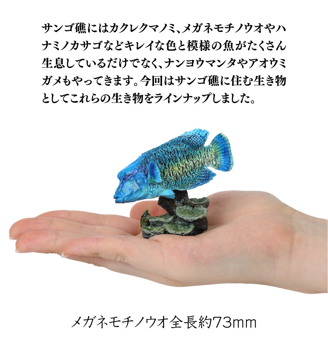 サンゴ礁にはカクレクマノミ、メガネモチノウオやハナミノカサゴなどキレイな色と模様の魚がたくさん生息しているだけでなく、ナンヨウマンタやアオウミガメもやってきます。今回はサンゴ礁に住む生き物としてこれらの生き物をラインナップしました。 メガネモチノウオ全長73mm