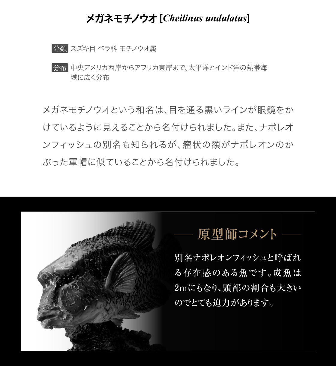メガネモチノウオ -原型師のコメント-