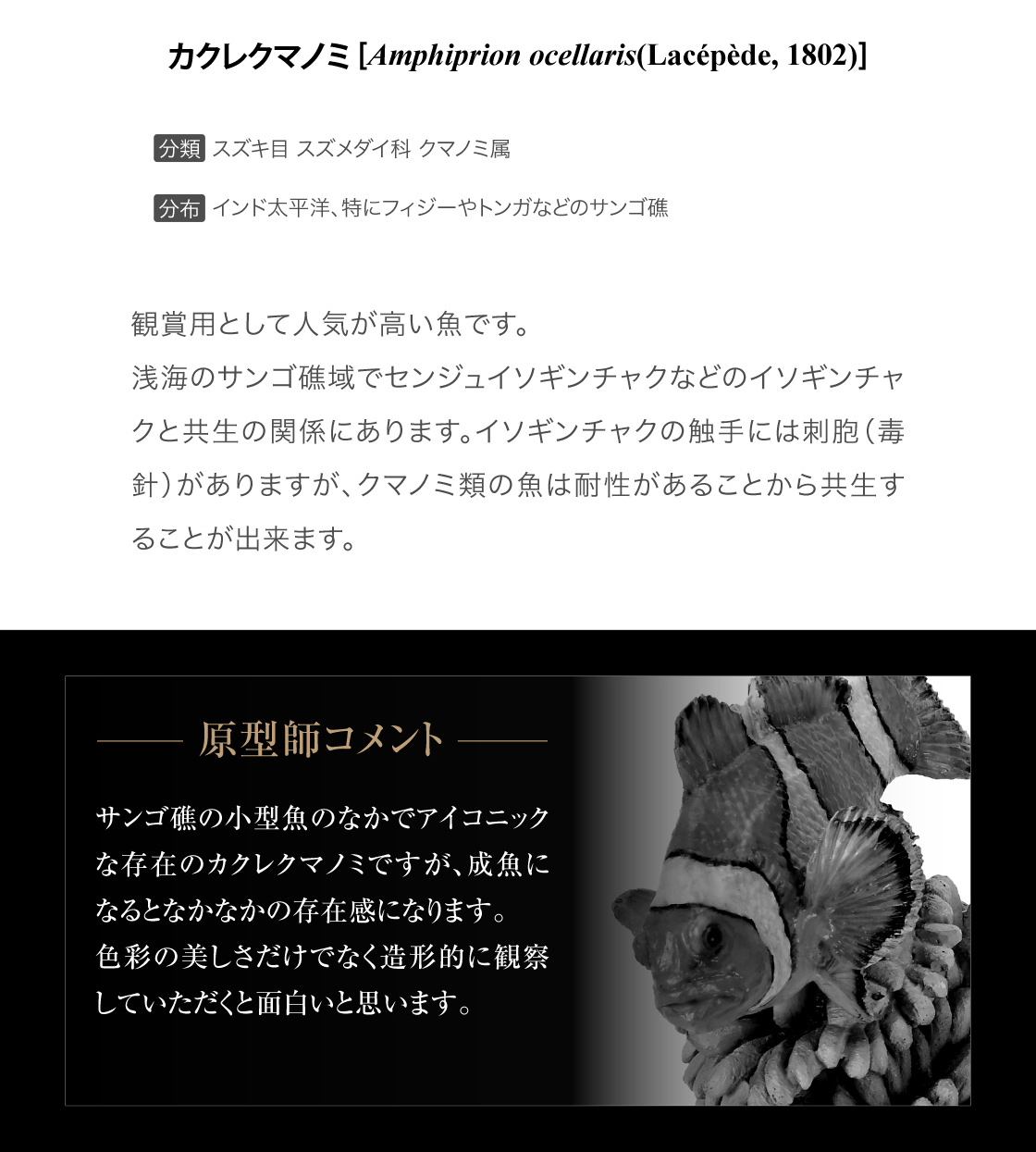 カクレクマノミ -原型師のコメント-