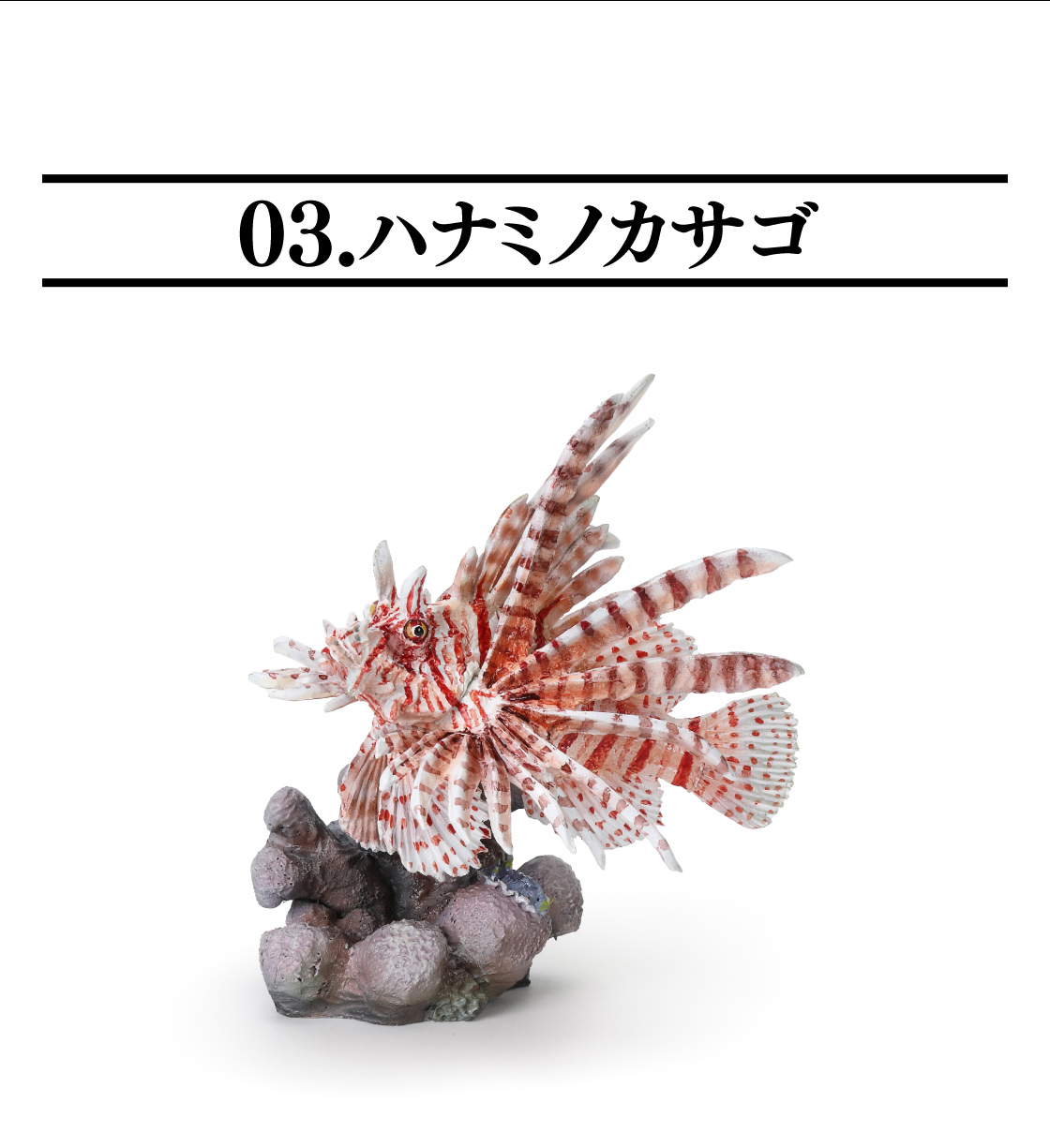 03.ハナミノカサゴ