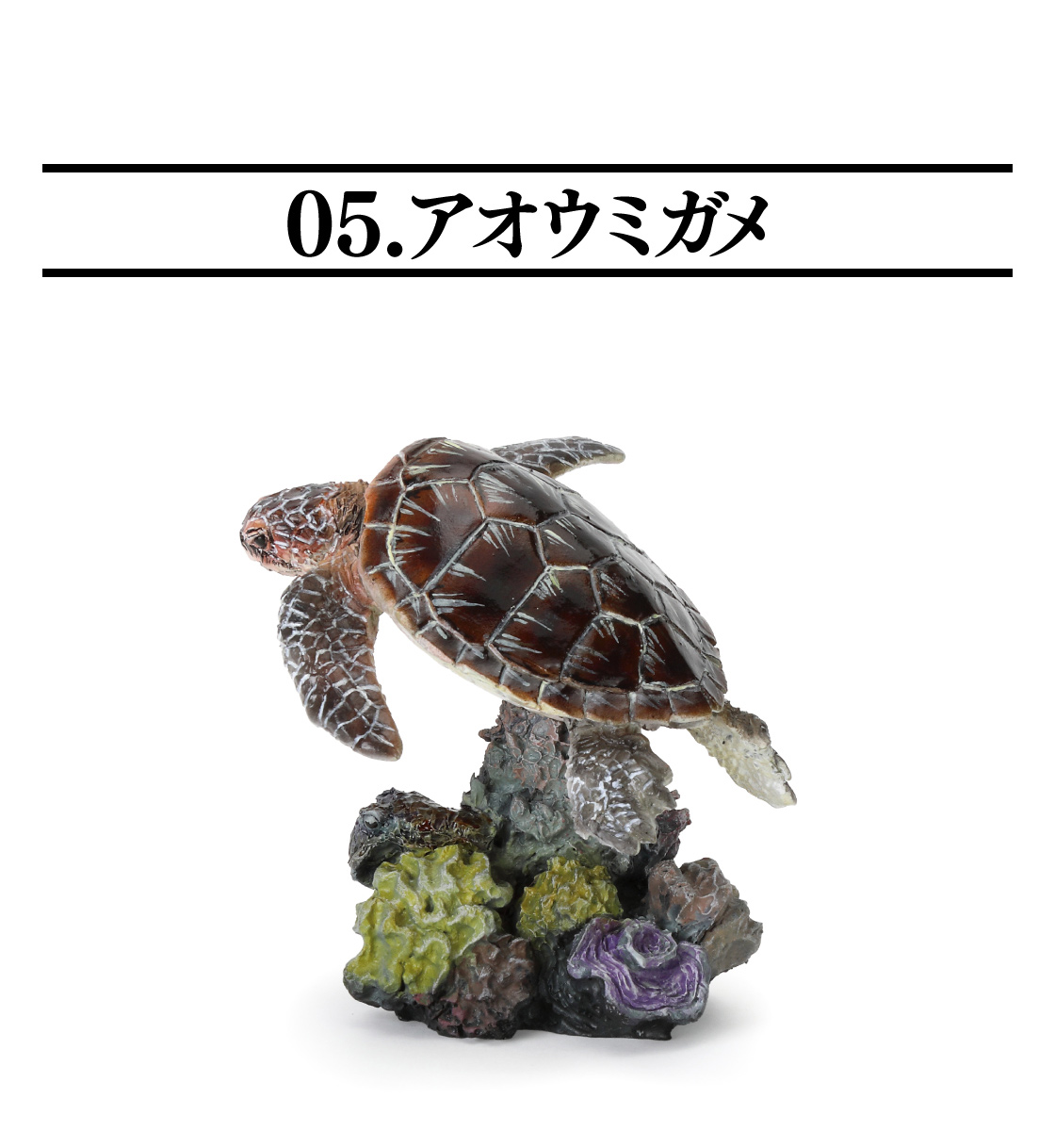 05.アオウミガメ