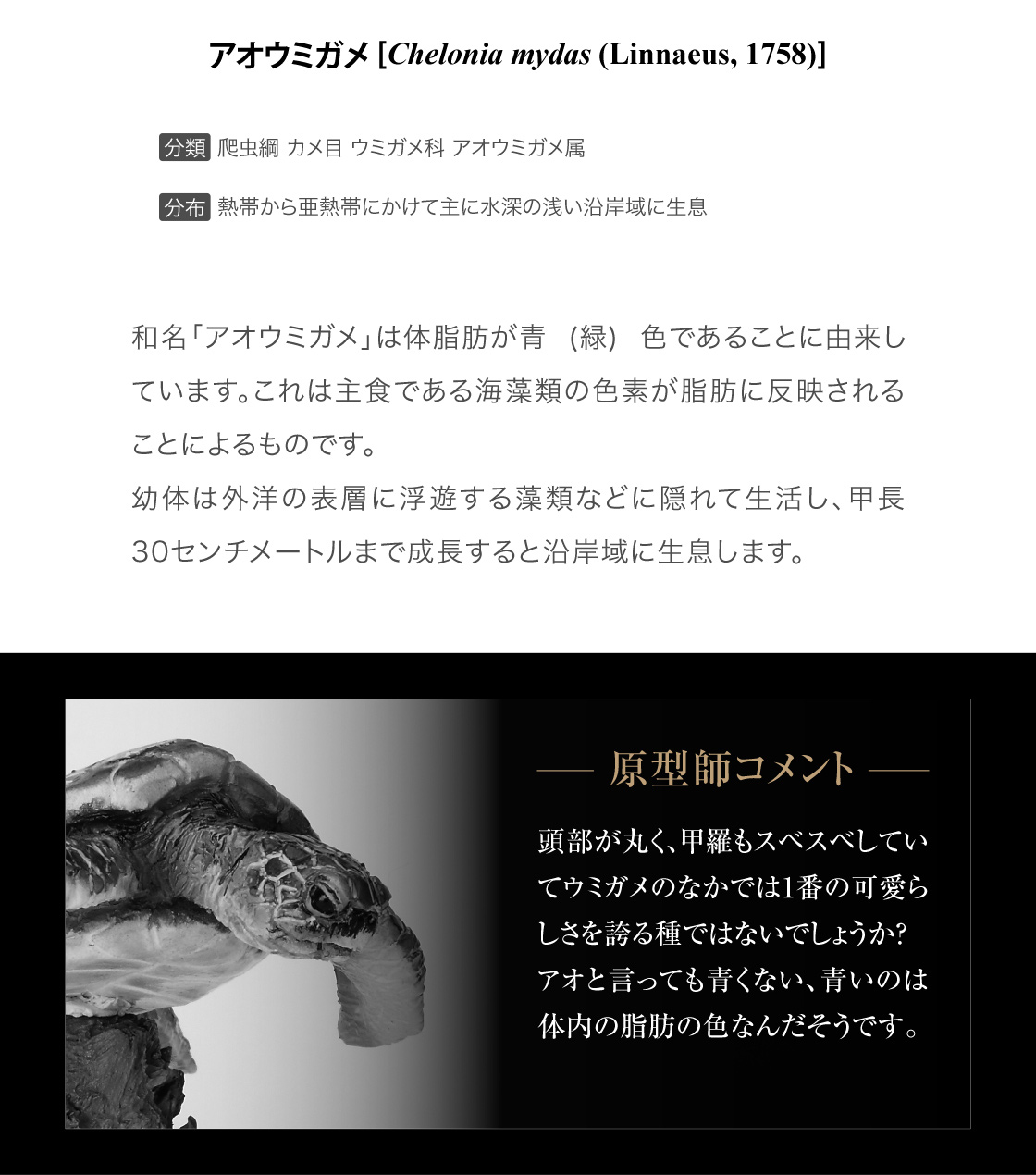 アオウミガメ -原型師のコメント-
