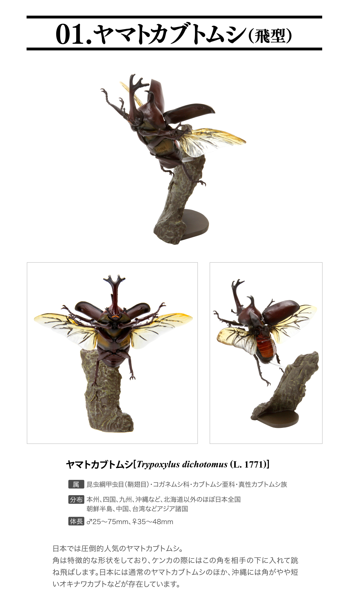 いきもの大図鑑ミニコレクション 昆虫01 いきもの大図鑑 ガシャポンオフィシャルサイト いきもの大図鑑ミニコレクション 昆虫01 いきもの大図鑑 ガシャポンオフィシャルサイト
