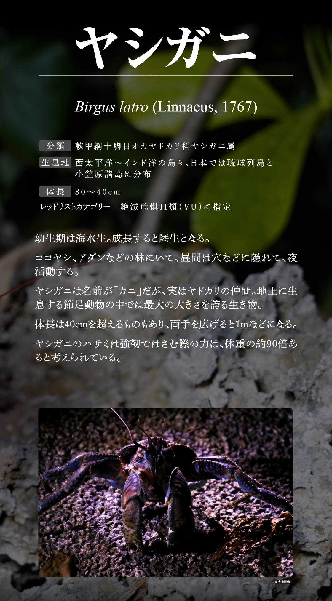 いきもの大図鑑プレミアム ヤシガニ（パープルカラー）｜いきもの大