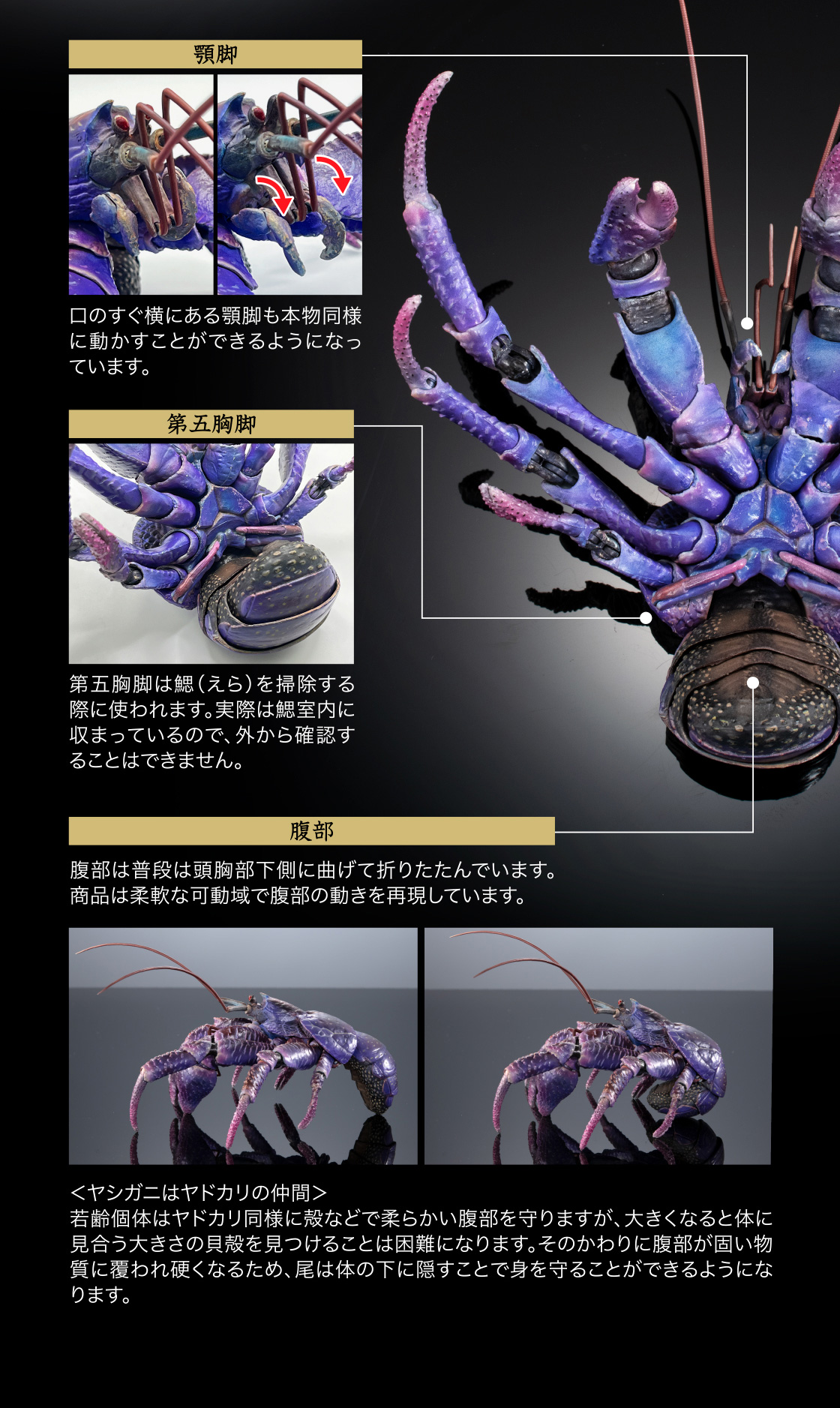 顎脚 第五胸脚 腹部