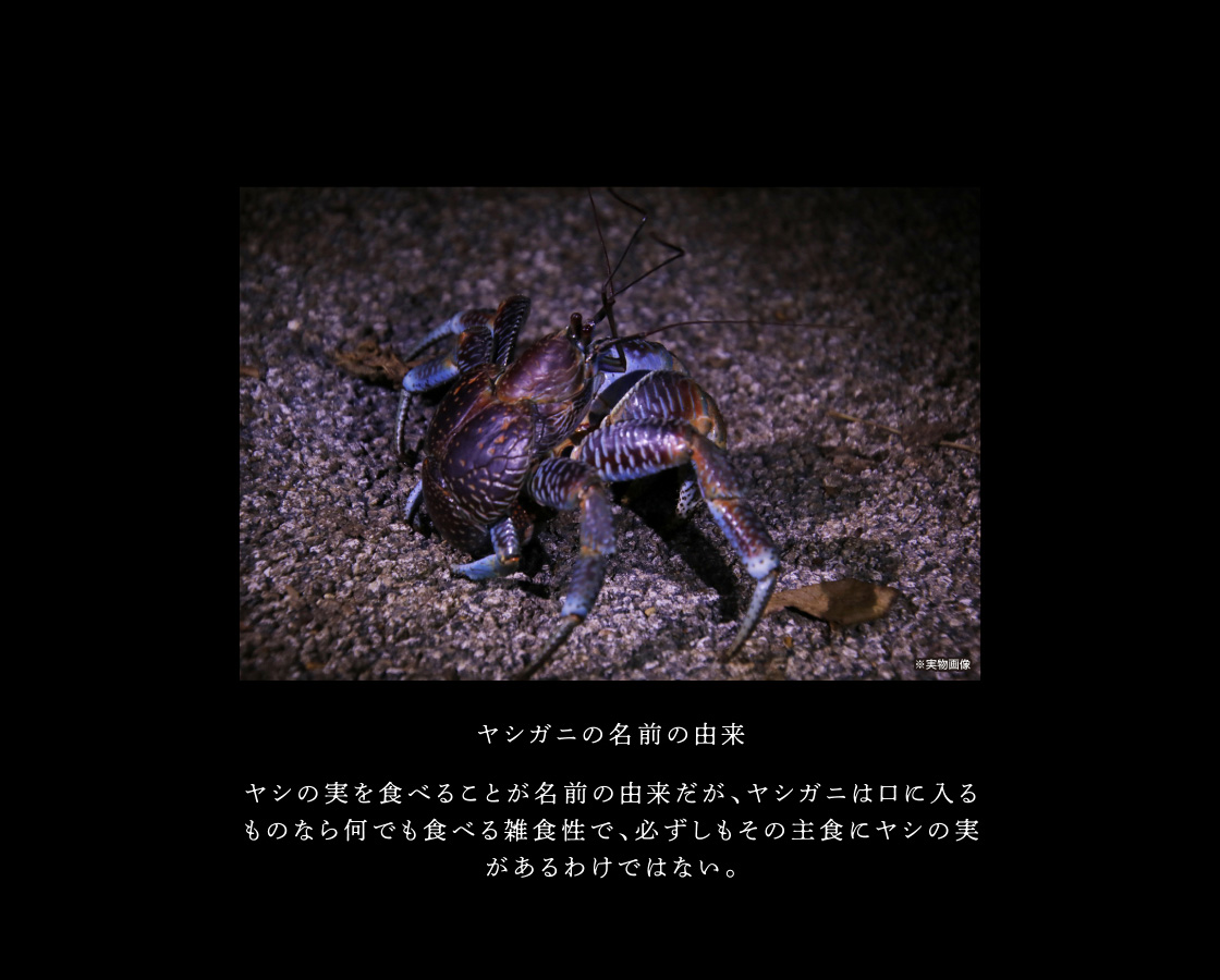 ヤシガニの名前の由来