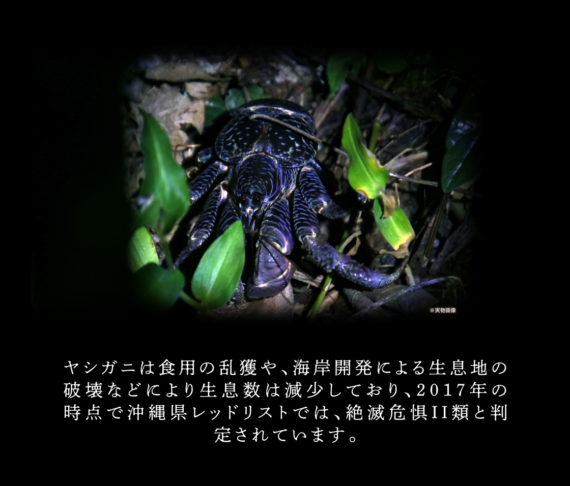 ヤシガニは食用の乱獲や、海岸開発による生息地の破壊などにより生息数は減少しており、2017年の時点で沖縄県レッドリストでは、絶滅危惧II類と判定されています。