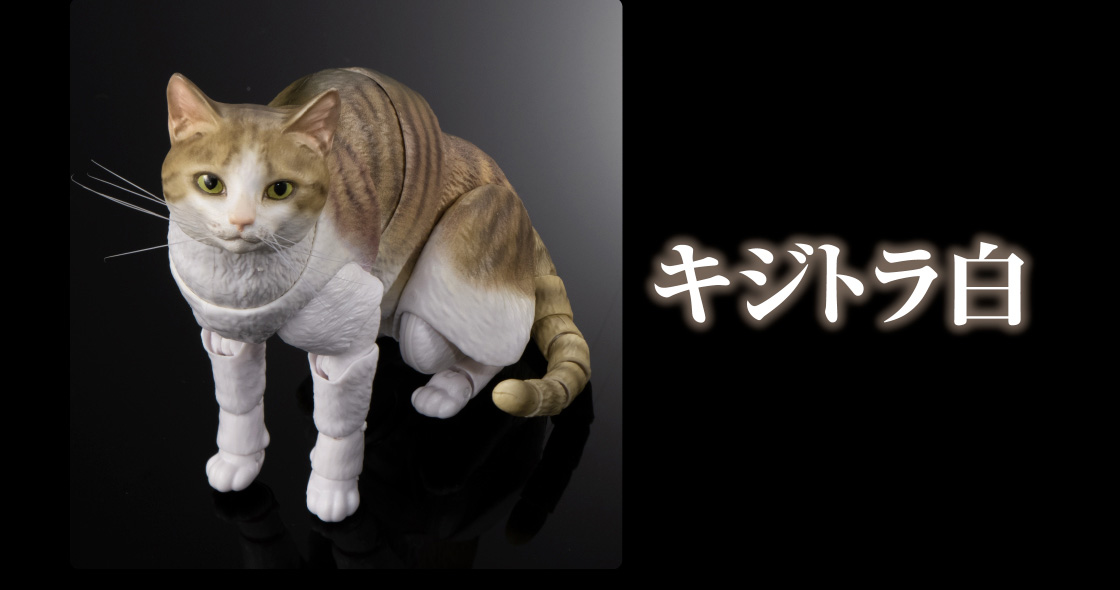 キジトラ白