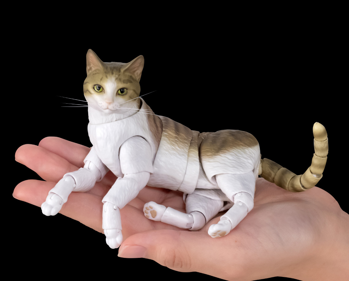 キジトラ白