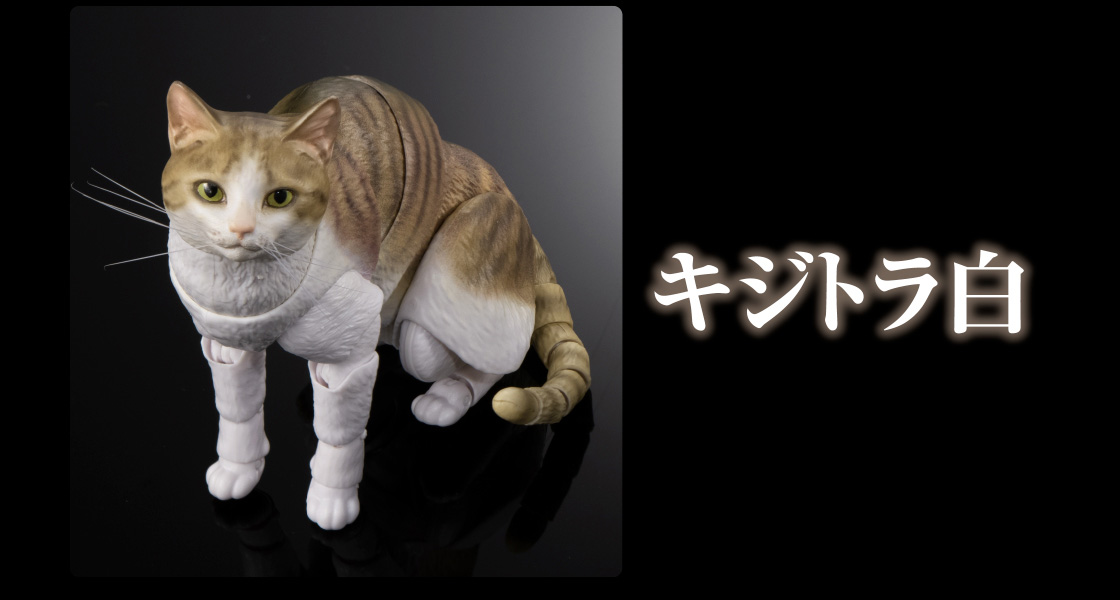 キジトラ白