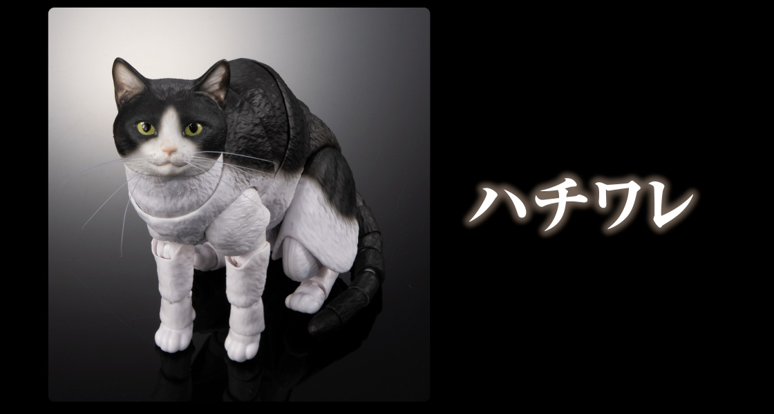 ハチワレ