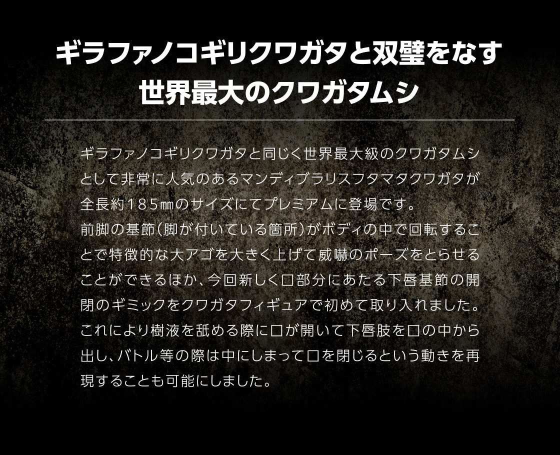 ギラファノコギリクワガタと双璧をなす世界最大のクワガタムシ