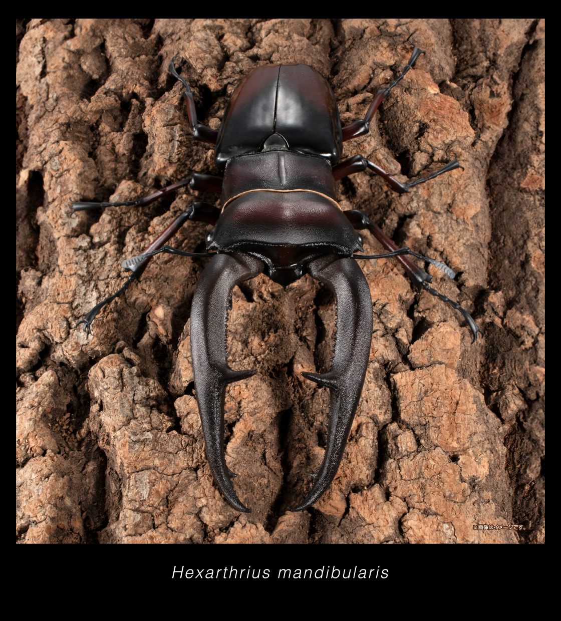 Hexarthrius mandibularis ※画像はイメージです。