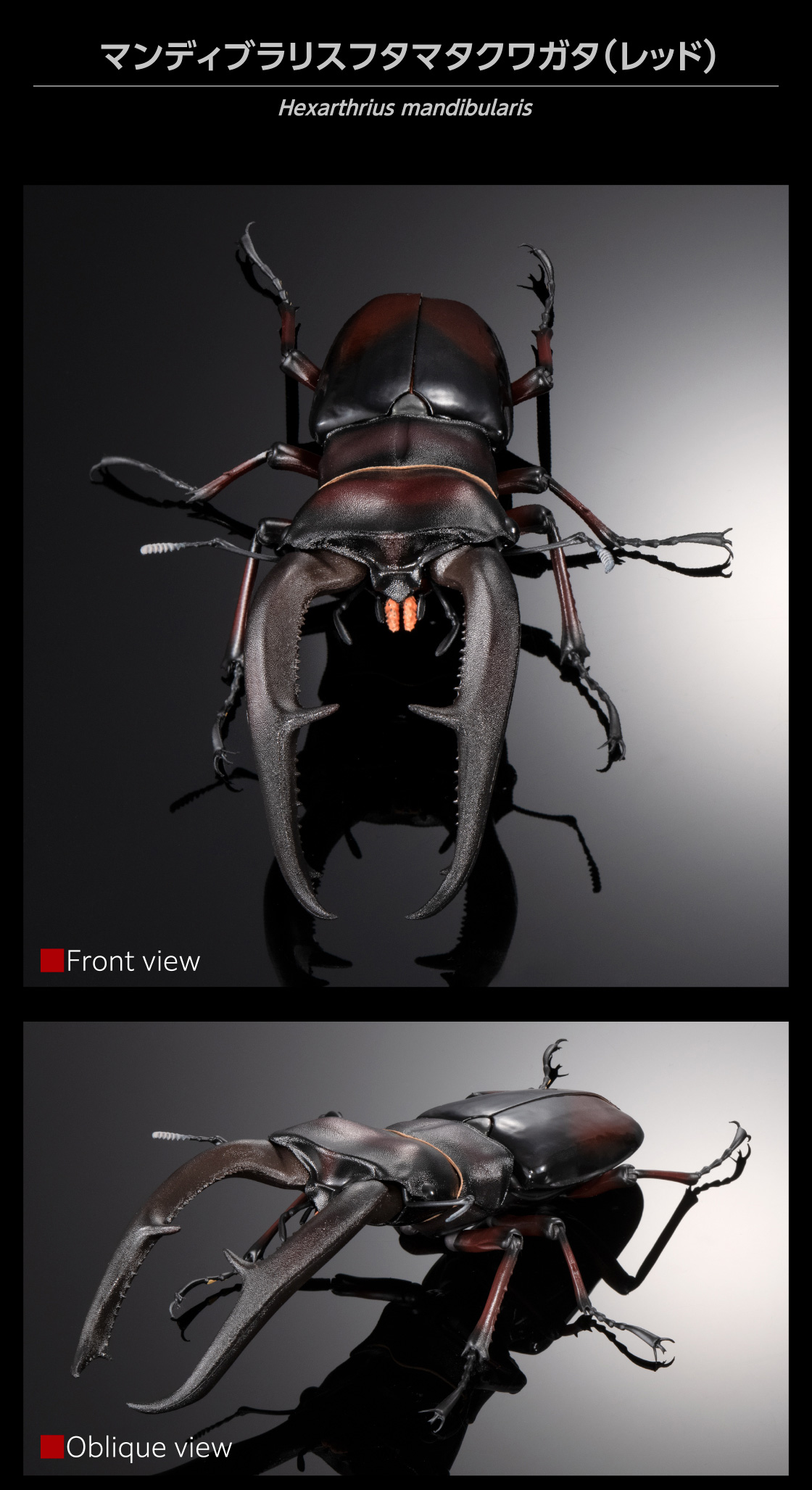 マンディブラリスフタマタクワガタ(レッド) Hexarthrius mandibularis