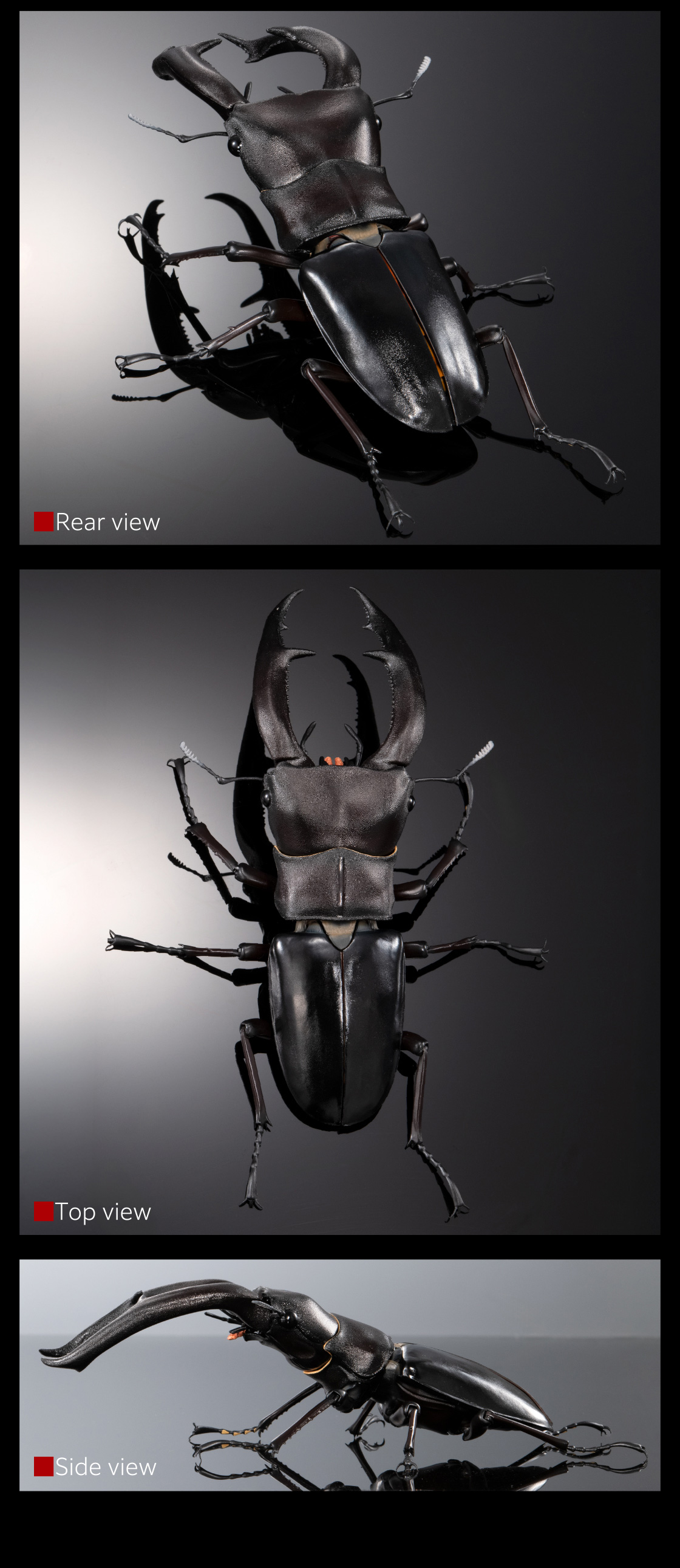 マンディブラリスフタマタクワガタ(ブラック)