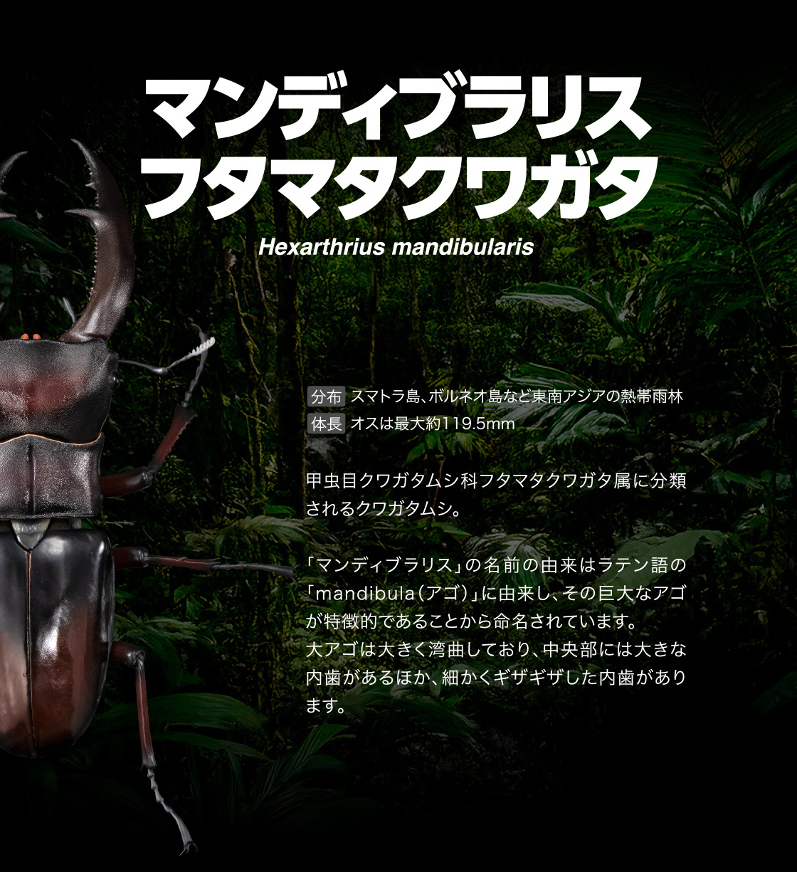 マンディブラリスフタマタクワガタ