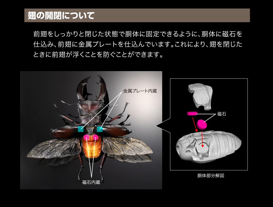 翅の開閉について