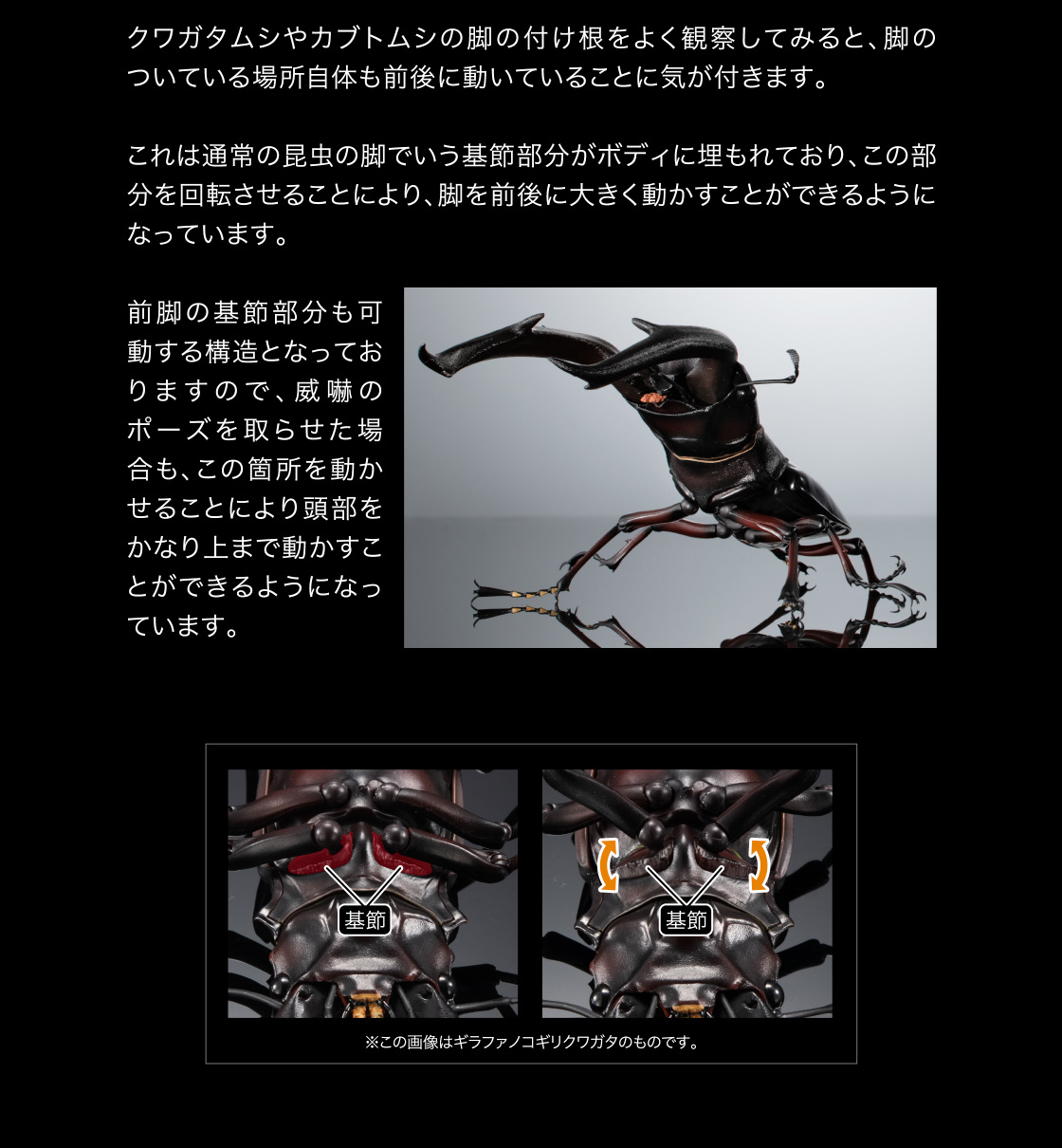 クワガタムシやカブトムシの脚の付け根をよく観察してみると、脚のついている場所自体も前後に動いていることに気が付きます。