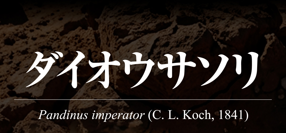 ダイオウサソリ　Pandinus imperator (C. L. Koch, 1841)