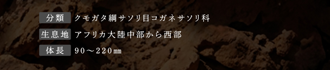 ダイオウサソリ 詳細情報