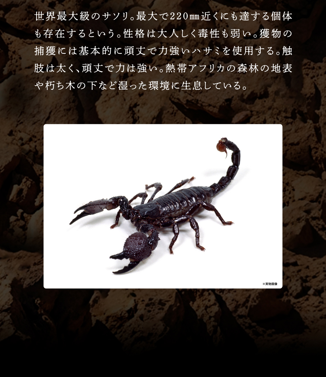 ダイオウサソリ 詳細情報