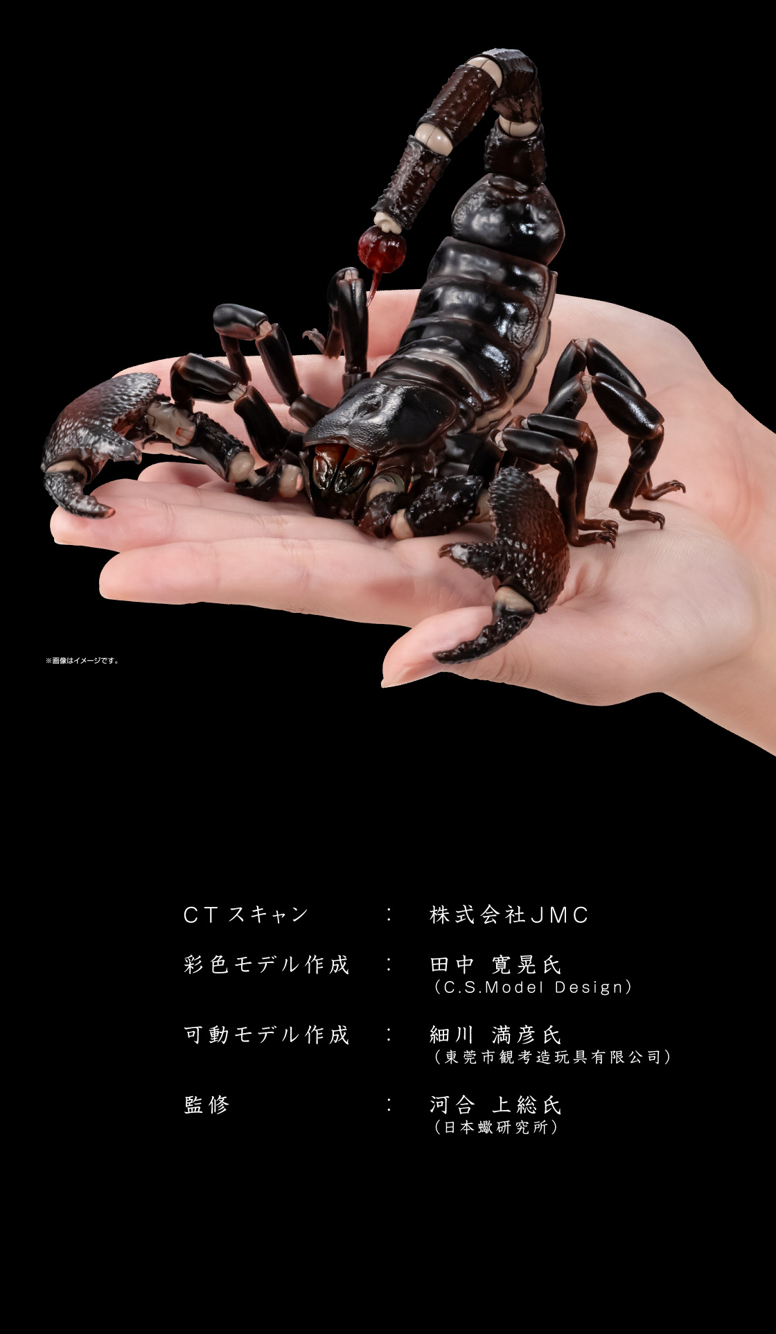 CTスキャン：株式会社JMC　彩色モデル作成：田中寬晃氏(C.S.Model Design)　可動モデル作成：細川 満彦氏(東莞市観考造玩具有限公司)　監修：河合 上総氏(日本蠍研究所)
