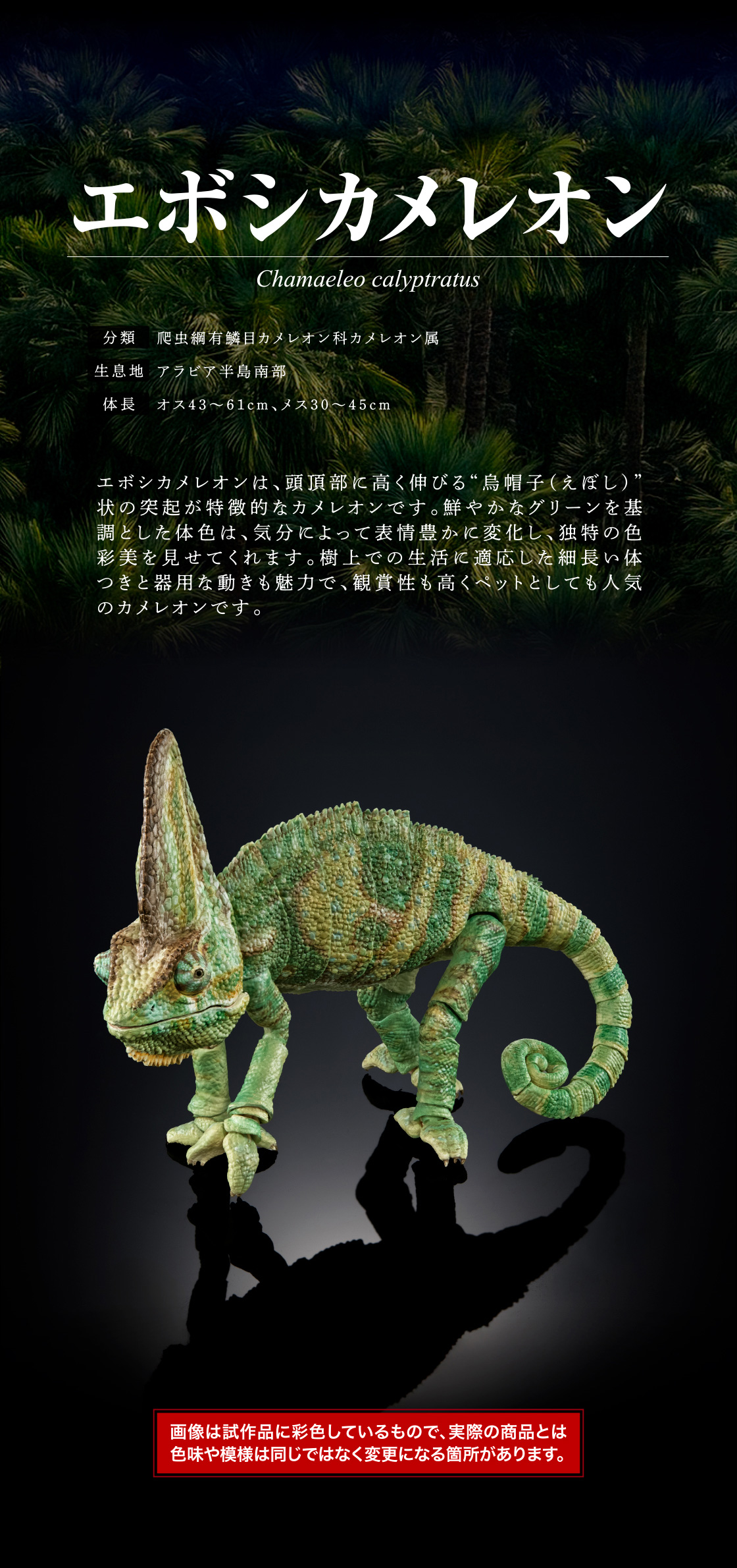 エボシカメレオン　エボシカメレオンは、頭頂部に高く伸びる'烏帽子(えぼし)'状の突起が特徴的なカメレオンです。