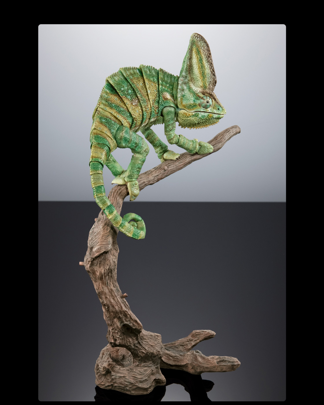 エボシカメレオン イメージ