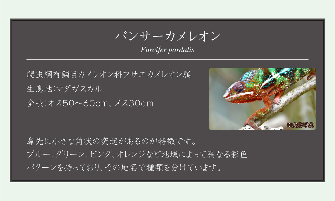 パンサーカメレオン Furcifer pardalis