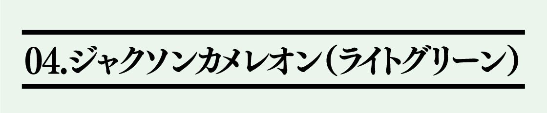 04.ジャクソンカメレオン(ライトグリーン)